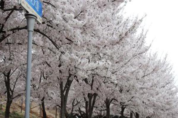 青岛崂山樱花什么时候开2022 附赏樱地点及交通指南