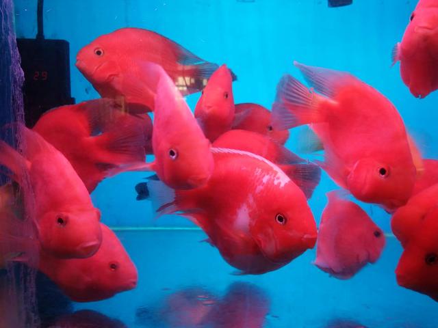 红鹦鹉鱼怎么养最佳?怎么养鹦鹉鱼越来越红