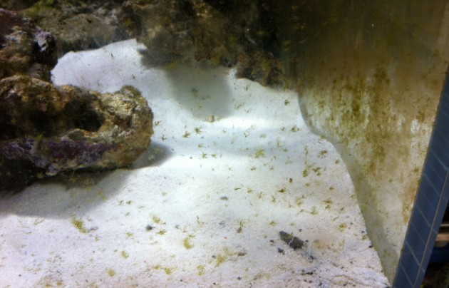 鱼缸褐藻爆发什么原因 鱼缸爆褐藻最有效的处理方法
