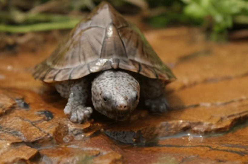 十大不建议养的乌龟有哪些品种