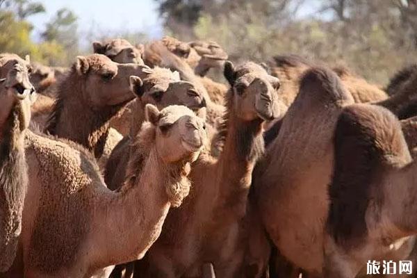 2020澳大利亚射杀1万只骆驼 澳大利亚为什么要杀骆驼