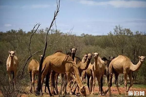 2020澳大利亚射杀1万只骆驼 澳大利亚为什么要杀骆驼