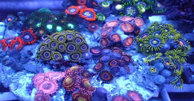珊瑚为什么是动物而不是植物？