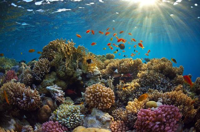 珊瑚为什么是动物而不是植物？