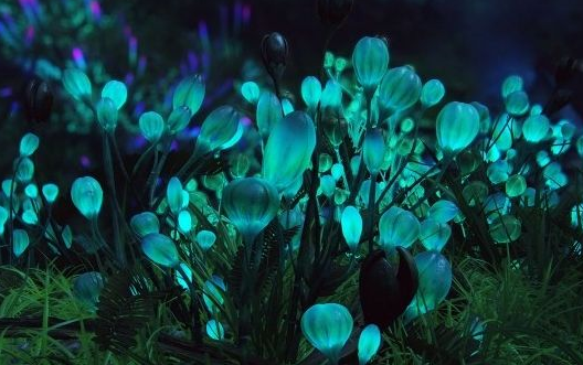 为什么有的植物能发光？植物真的会发光吗？