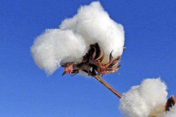 新疆棉花主要产地是什么地方