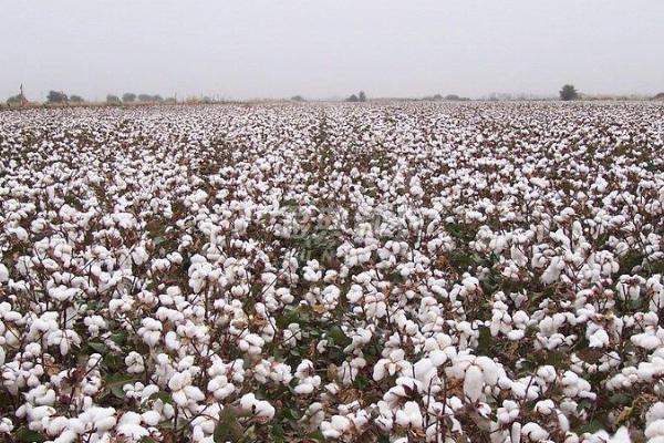 新疆棉花主要产地是什么地方