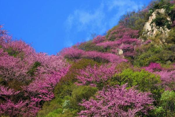 2021太平国家森林公园紫荆花节是什么时候-紫荆花节看点