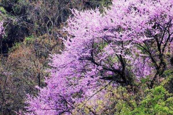 2021太平国家森林公园紫荆花节是什么时候-紫荆花节看点