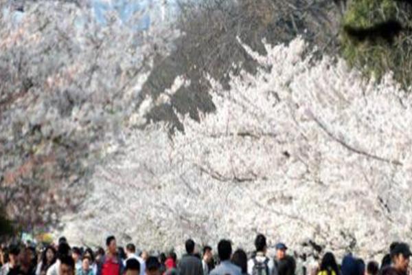 2021青岛樱花节什么时候举办-地点及交通