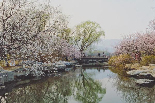 北京植物园桃花什么时候开 北京植物园桃花花期