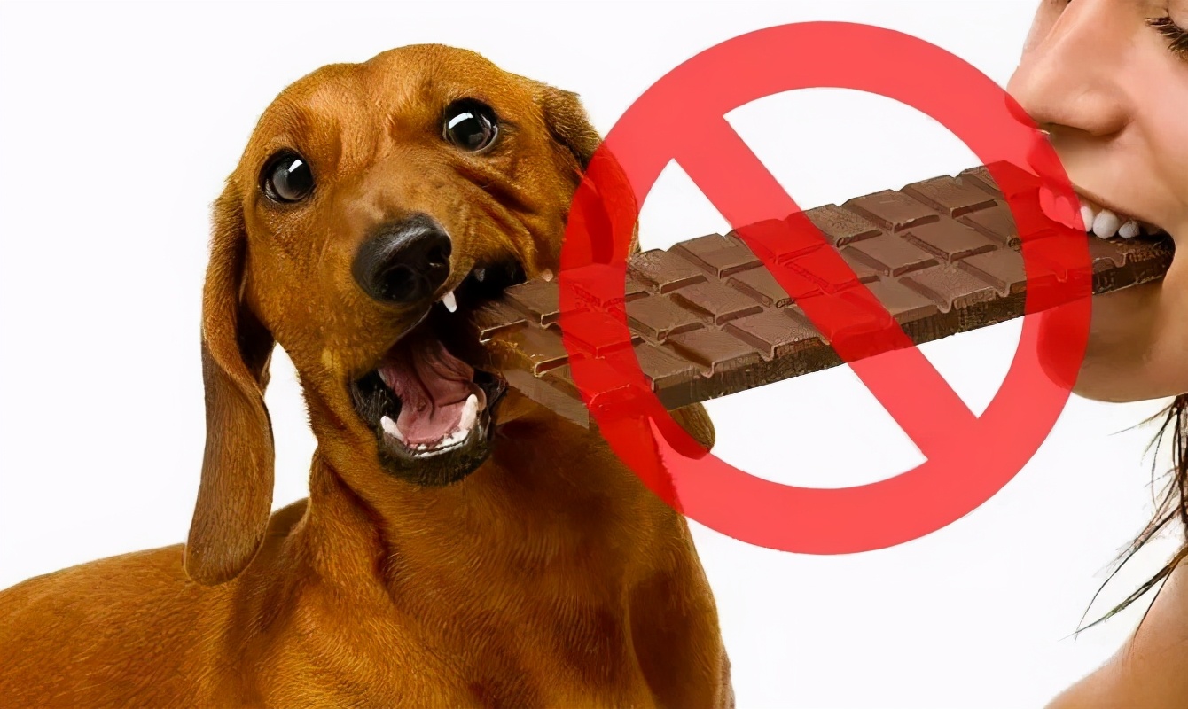 为什么猫狗不能吃巧克力