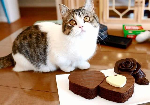 为什么猫狗不能吃巧克力