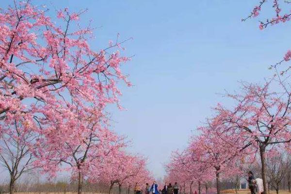 2022上海植物园樱花什么时候开 上海植物园樱花开了吗