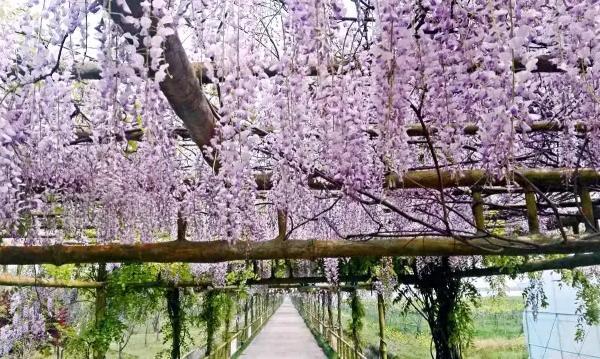 上海紫藤园综合体什么时候开放 中国最大紫藤主题园